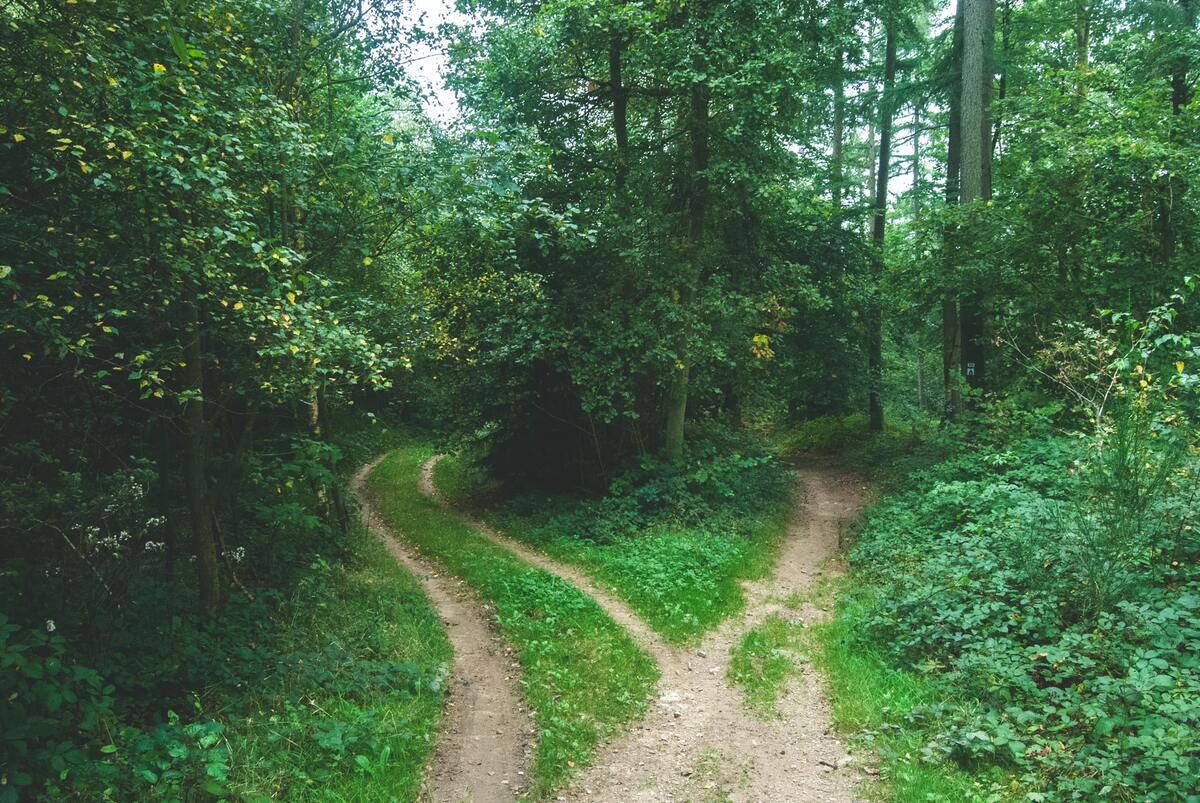 Forest path